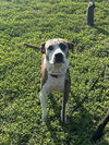 adoptable Dog in  named WOODS