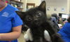 adoptable Cat in ocala, FL named BOYSENBERRY