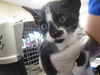 adoptable Cat in ocala, FL named ACAI
