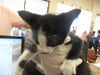 adoptable Cat in ocala, FL named BLACKBERRY