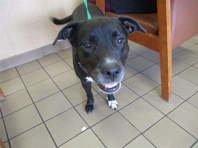 adoptable Dog in Ocala, FL named DREAMER