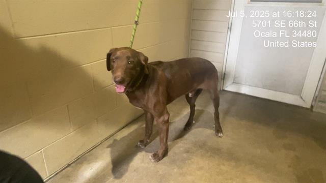 adoptable Dog in Ocala, FL named REESE