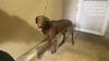 adoptable Dog in  named REESE
