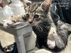 adoptable Cat in ocala, FL named WASP