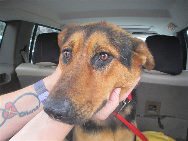 adoptable Dog in Ocala, FL named SPRING