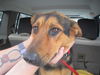 adoptable Dog in  named SPRING