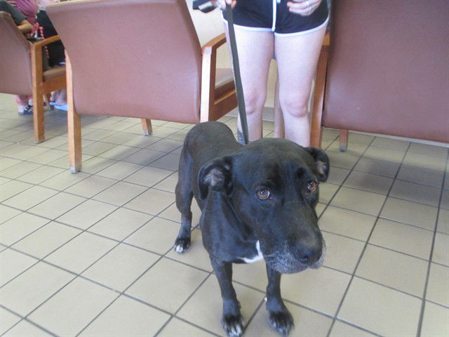 adoptable Dog in Ocala, FL named TESSA