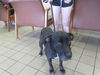 adoptable Dog in  named TESSA