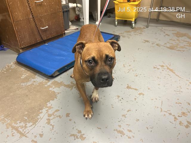 adoptable Dog in Ocala, FL named SONGBIRD