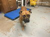 adoptable Dog in  named SONGBIRD