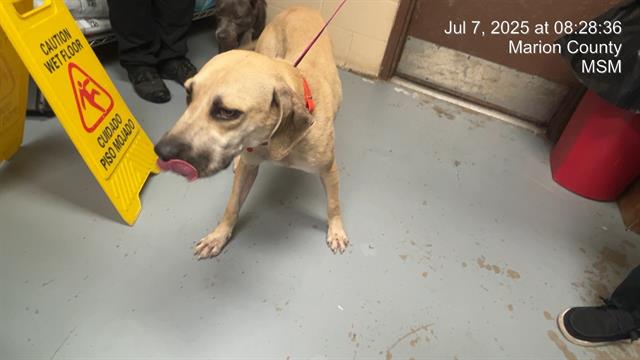 adoptable Dog in Ocala, FL named SPROCKET