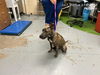 adoptable Dog in  named ROBIN