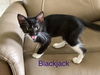 adoptable Cat in ocala, FL named BLACKJACK