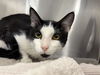 adoptable Cat in ocala, FL named TUX