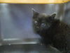adoptable Cat in ocala, FL named A361760