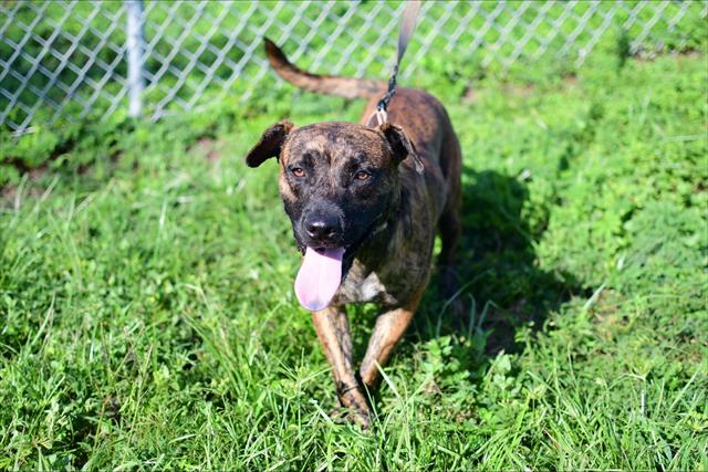 adoptable Dog in Ocala, FL named JACKYL