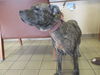 adoptable Dog in  named SPRUCE