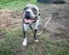 adoptable Dog in  named COVE