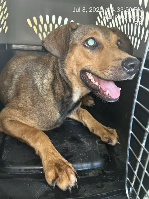 adoptable Dog in Ocala, FL named A364012