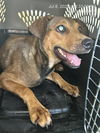 adoptable Dog in  named A364012