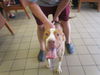 adoptable Dog in  named GUPPY