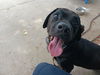 adoptable Dog in  named CHANCE