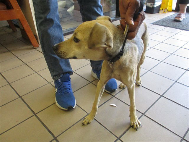 adoptable Dog in Ocala, FL named FIREFLY