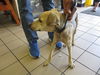 adoptable Dog in  named FIREFLY