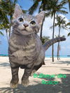 adoptable Cat in ocala, FL named BULLSEYE