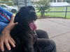 adoptable Dog in  named FOXY