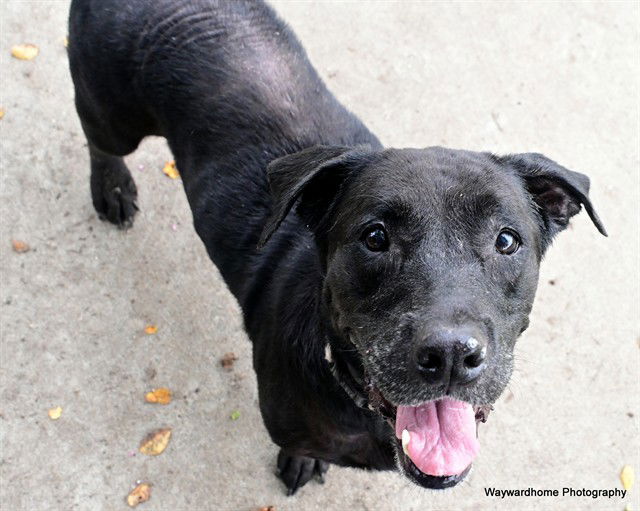 adoptable Dog in Ocala, FL named FOXY