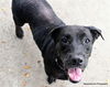 adoptable Dog in  named FOXY