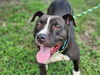 adoptable Dog in  named RIO