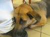 adoptable Dog in ocala, FL named SUNNY