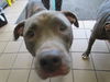 adoptable Dog in  named HAILEY