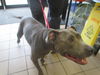adoptable Dog in  named RAVEN