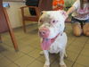 adoptable Dog in  named BERNADETTE