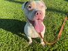 adoptable Dog in ocala, FL named BERNADETTE