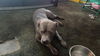 adoptable Dog in  named A364334