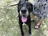 adoptable Dog in  named CLIFFORD