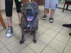 adoptable Dog in  named FUDGE