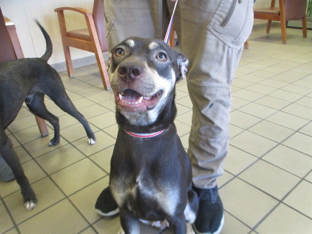 adoptable Dog in Ocala, FL named FRIES