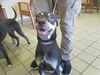 adoptable Dog in  named FRIES