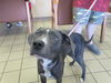 adoptable Dog in  named CHIPS