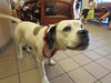 adoptable Dog in  named CLAIRE