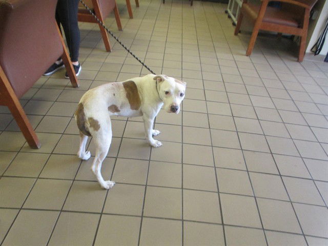 adoptable Dog in Ocala, FL named FRITTER