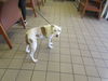 adoptable Dog in  named FRITTER