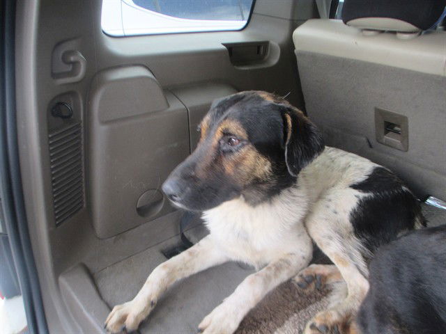 adoptable Dog in Ocala, FL named BRYCE