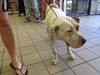 adoptable Dog in  named A364350