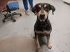 adoptable Dog in ocala, FL named A364600